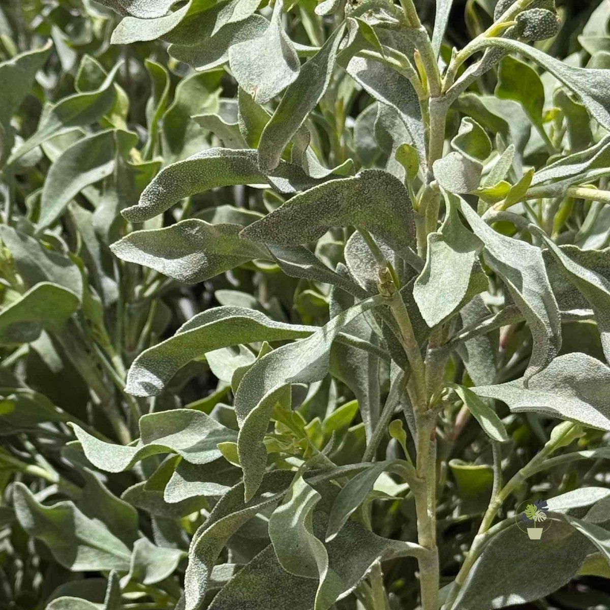 Λιμονίαστρο (Leucophyllum frutescens) | Ανθεκτικός Αειθαλής Θάμνος με Μωβ Άνθη - 1